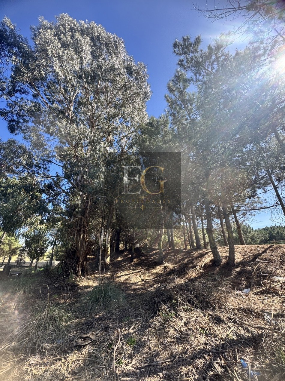 LOTE EN VENTA DE 1000M2 ARBOLADO EN CALLE 16 No 3.300-CHACRA 1- SAN BERNARDO SUR 